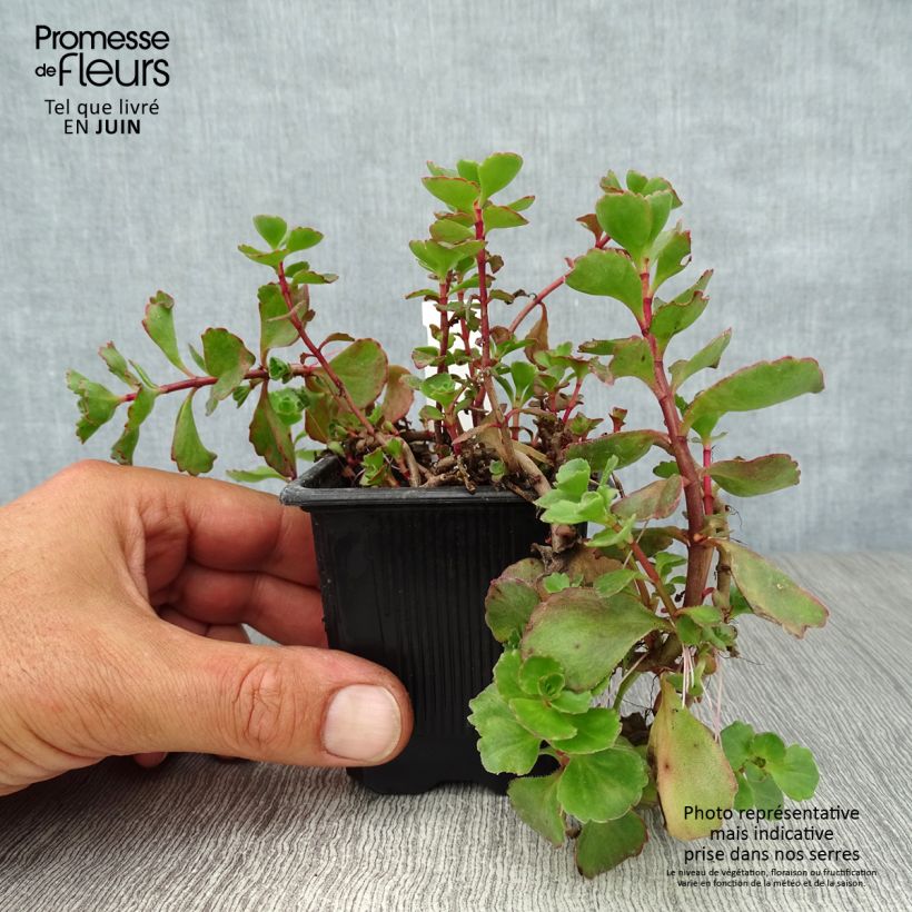 Spécimen de Sedum spurium Dragon Blood (schorbuser blüt) - Orpin Godet de 8/9 cm tel que livré en été