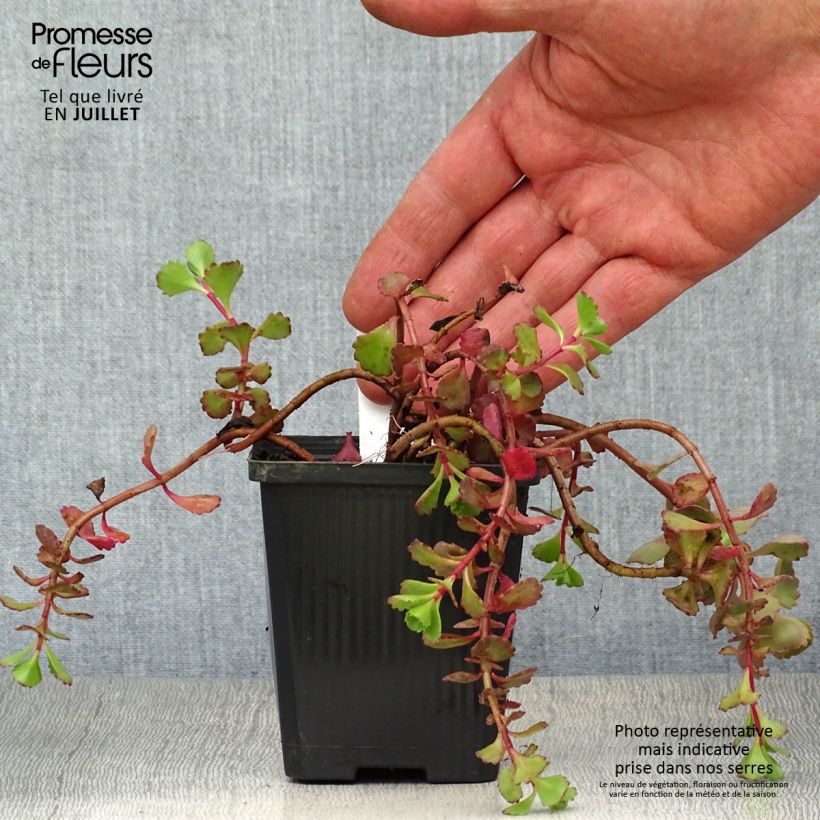 Spécimen de Sedum spurium Fuldaglut - Orpin Godet de 8/9 cm tel que livré en été