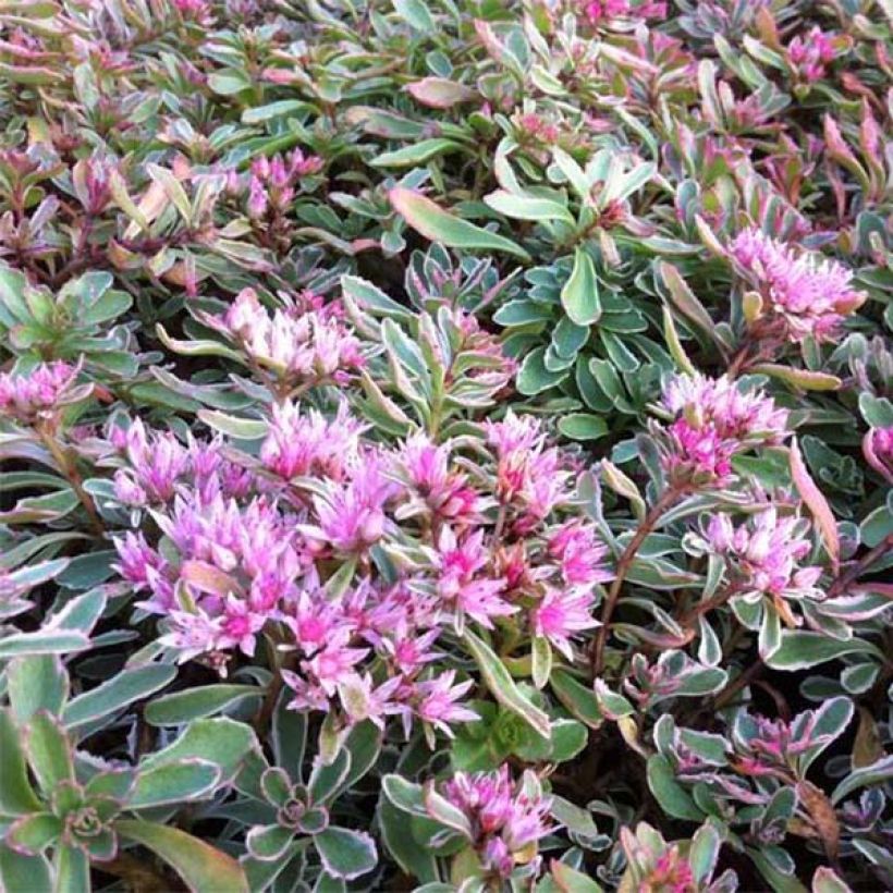 Sedum spurium Variegatum - Orpin panaché (Floraison)