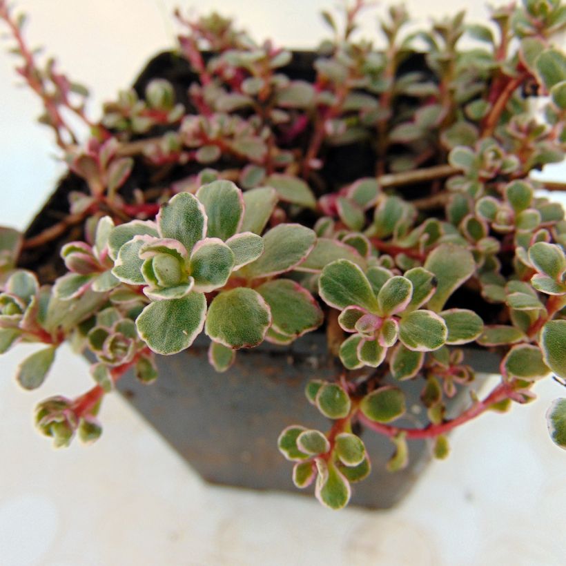 Sedum spurium Variegatum - Orpin panaché (Feuillage)