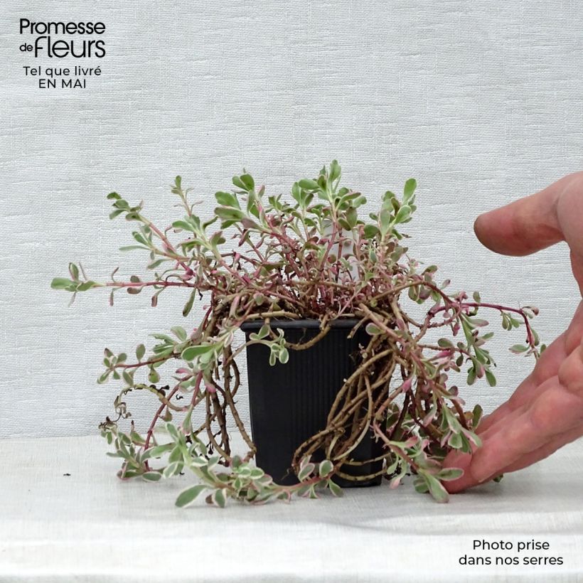 Spécimen de Sedum spurium Variegatum - Orpin panaché Godet de 9cm tel que livré au printemps