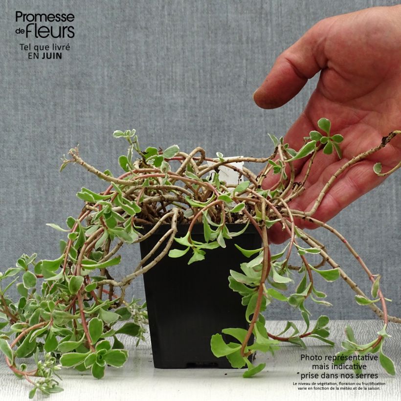 Spécimen de Sedum spurium Variegatum - Orpin panaché Godet de 8/9 cm tel que livré en été