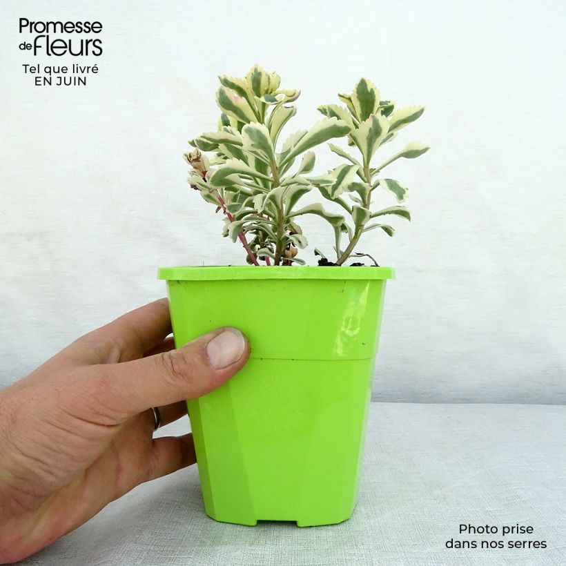 Spécimen de Sedum takesimense Atlantis - Orpin panaché  Pot de 1,5L/2L tel que livré en été