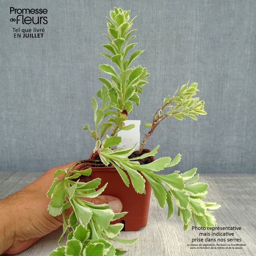 Spécimen de Sedum takesimense Atlantis - Orpin panaché  Godet de 8/9 cm tel que livré en été