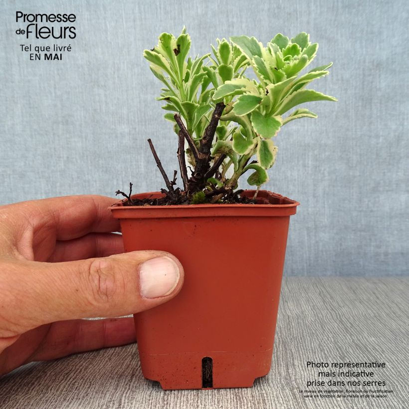 Spécimen de Sedum takesimense Atlantis - Orpin panaché - Godet de 9cm tel que livré au printemps