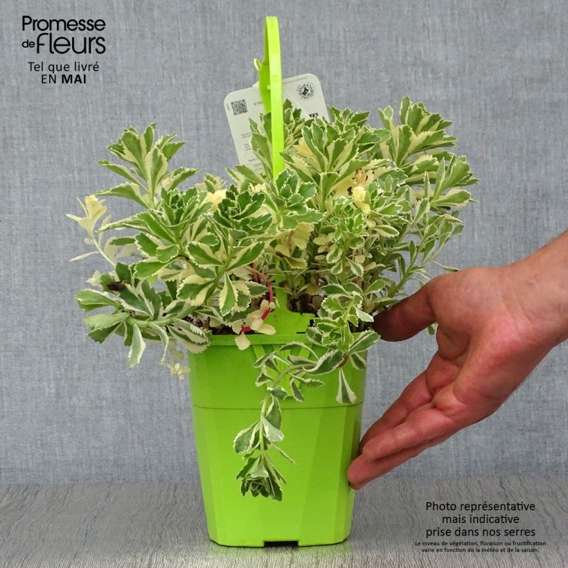 Spécimen de Sedum takesimense Atlantis - Orpin panaché - Pot de 1,5L/2L tel que livré au printemps