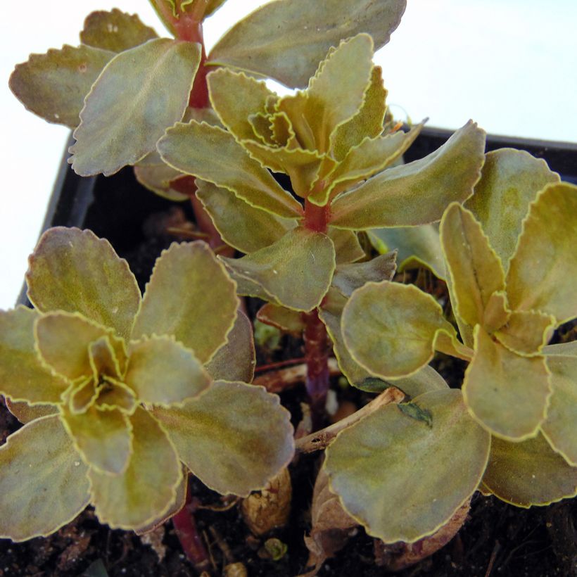 Sedum telephium El Cid - Orpin (Feuillage)