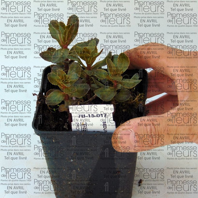 Exemple de spécimen de Sedum telephium El Cid - Orpin Godet de 9cm tel que livré