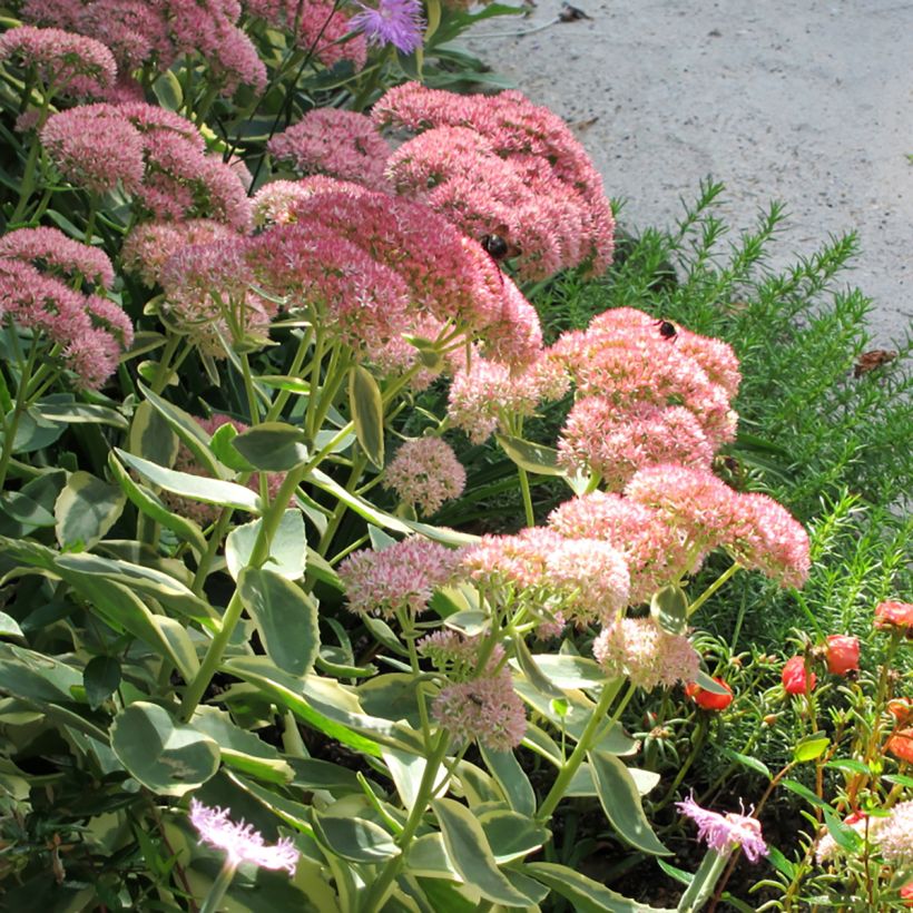 Sedum Autumn Charm (Hylotelephium) (Floraison)