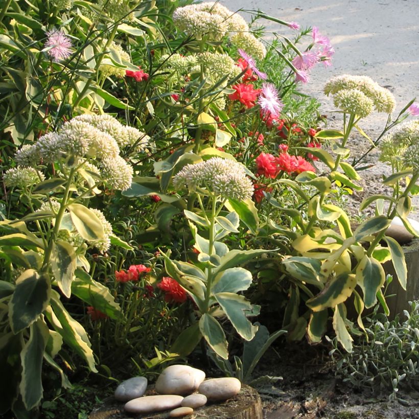 Sedum Autumn Charm (Hylotelephium) (Port)