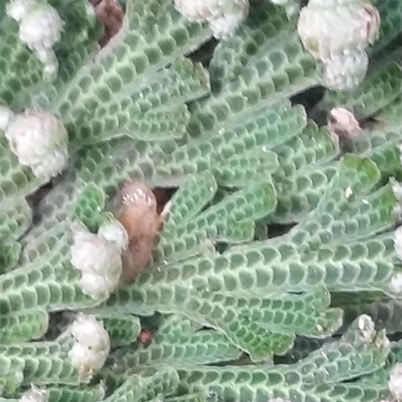 Rose de Jericho - Selaginella lepidophylla (Feuillage)