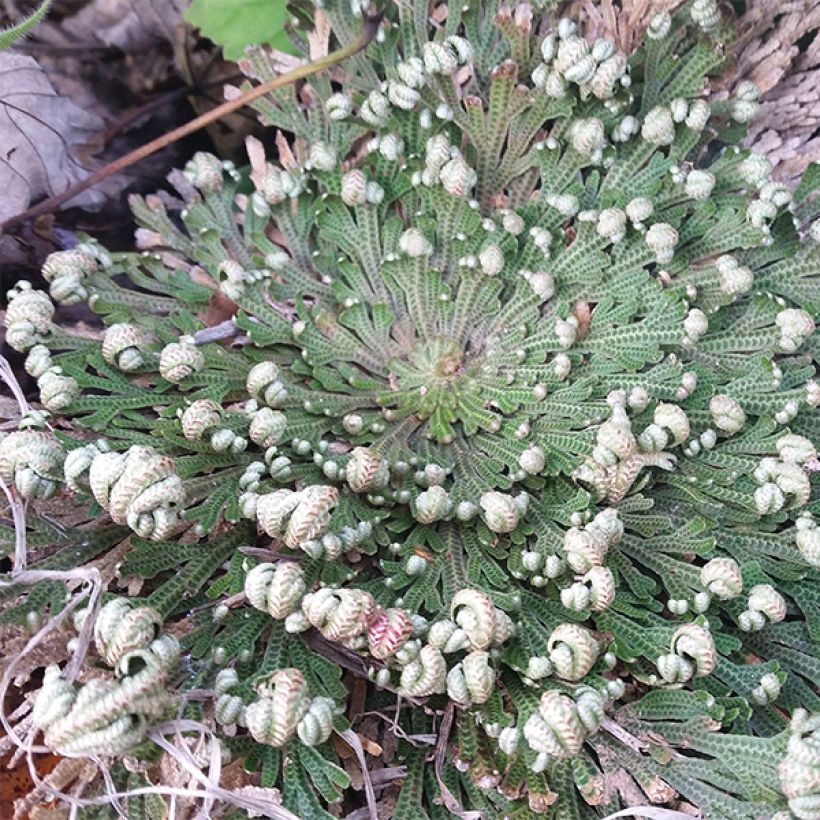 Rose de Jericho - Selaginella lepidophylla (Port)