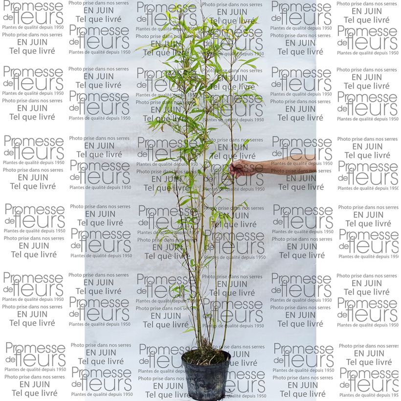 Exemple de spécimen de Semiarundinaria fastuosa - Bambou moyen pot 7,5L 175/200 cm tel que livré
