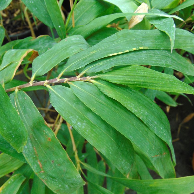 Semiarundinaria fastuosa - Bambou moyen (Feuillage)