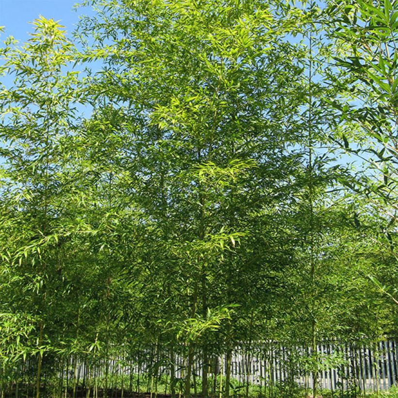 Semiarundinaria fastuosa Viridis - Bambou (Port)