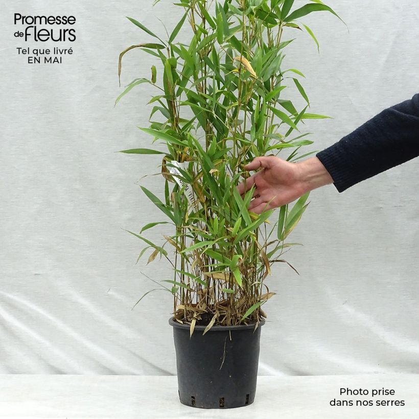 Spécimen de Semiarundinaria fastuosa Viridis - Bambou Pot de 4L/5L tel que livré au printemps
