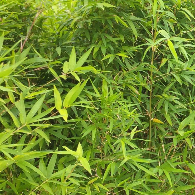 Semiarundinaria makinoi - Bambou moyen (Feuillage)