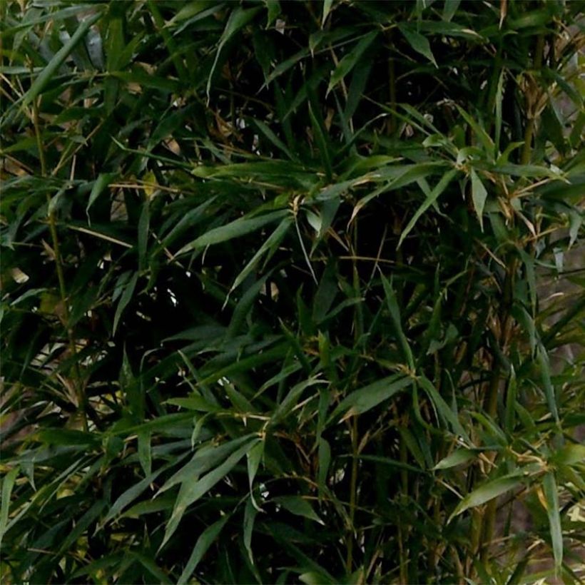 Semiarundinaria yashadake Kimmei - Bambou moyen (Feuillage)
