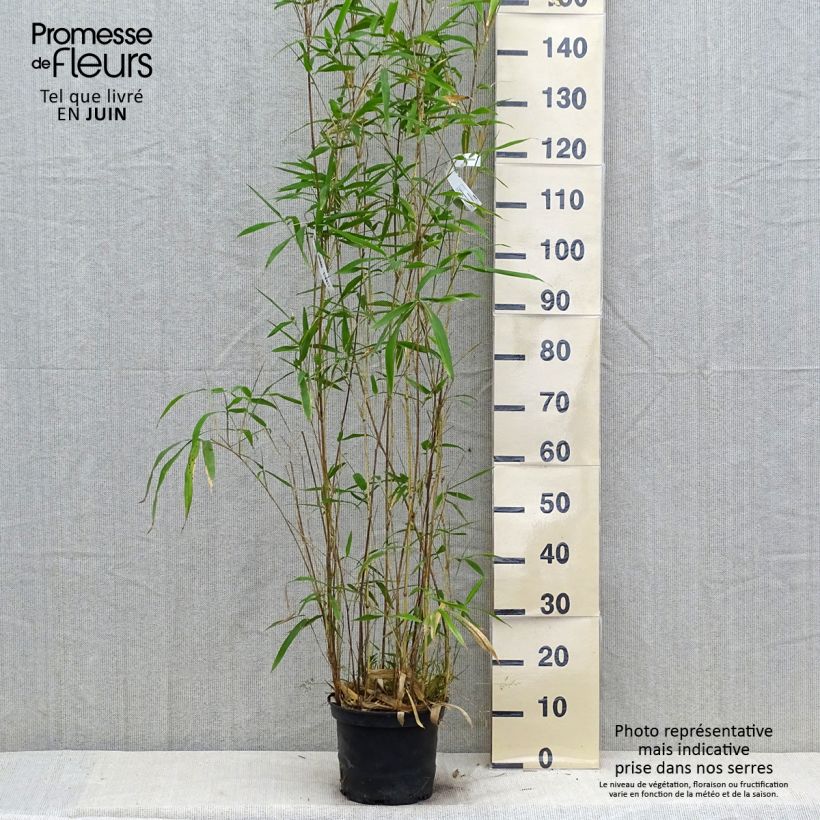 Spécimen de Semiarundinaria yashadake Kimmei - Bambou moyen Pot de 4L/5L tel que livré en été