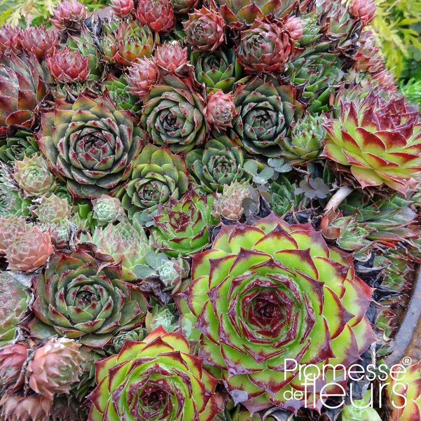 Sempervivum Gemengd - Joubarbe hybride en mélange (Feuillage)