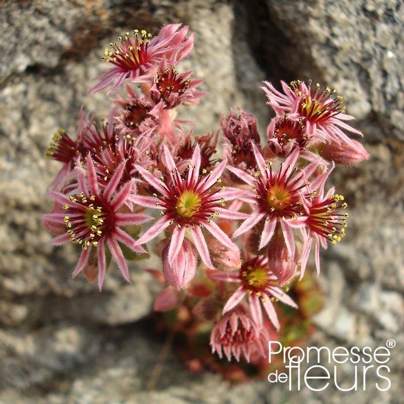 Sempervivum Gemengd - Joubarbe hybride en mélange (Floraison)