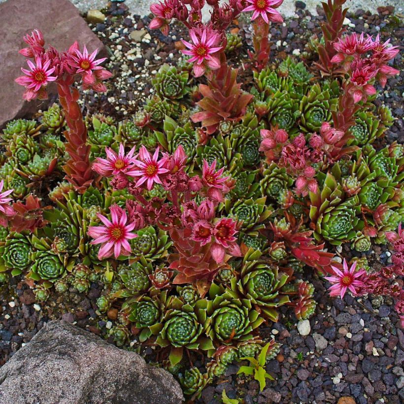 Sempervivum Alpha - Joubarbe rouge (Port)