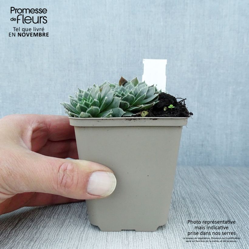Spécimen de Sempervivum Alpha - Joubarbe rouge Godet de 8/9 cm tel que livré en automne