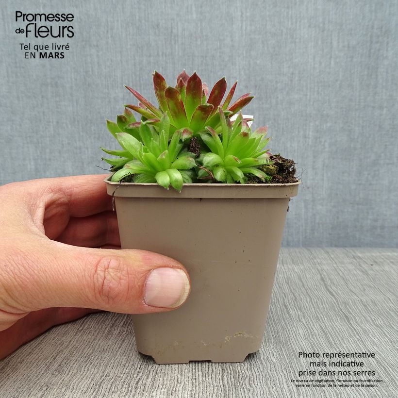 Spécimen de Sempervivum Alpha - Joubarbe rouge tel que livré au printemps