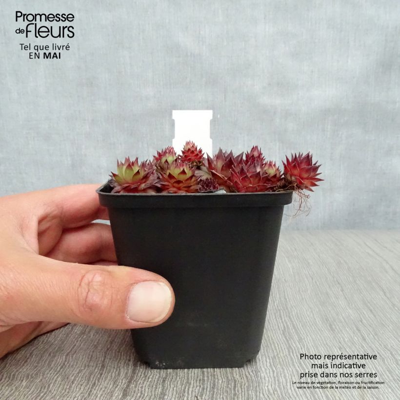 Spécimen de Sempervivum Bronco - Joubarbe hybride  tel que livré au printemps