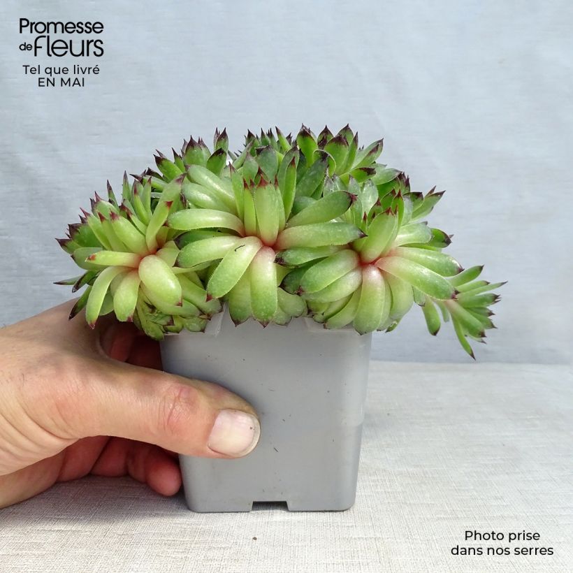 Spécimen de Sempervivum Chick Charms Appletini - Joubarbe tel que livré au printemps