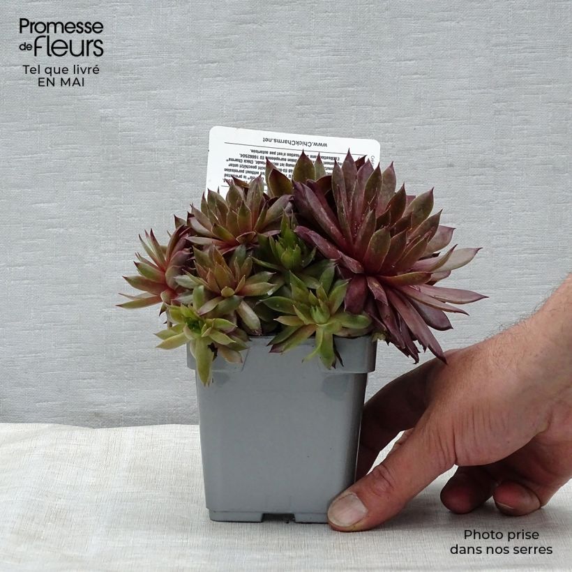 Spécimen de Sempervivum Chick Charms ® Bing Cherry - Joubarbe bourgogne Pot de 10 cm/11cm tel que livré au printemps