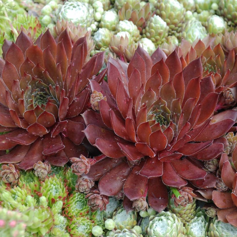 Sempervivum Chick Charms Cherry Berry - Joubarbe (Feuillage)