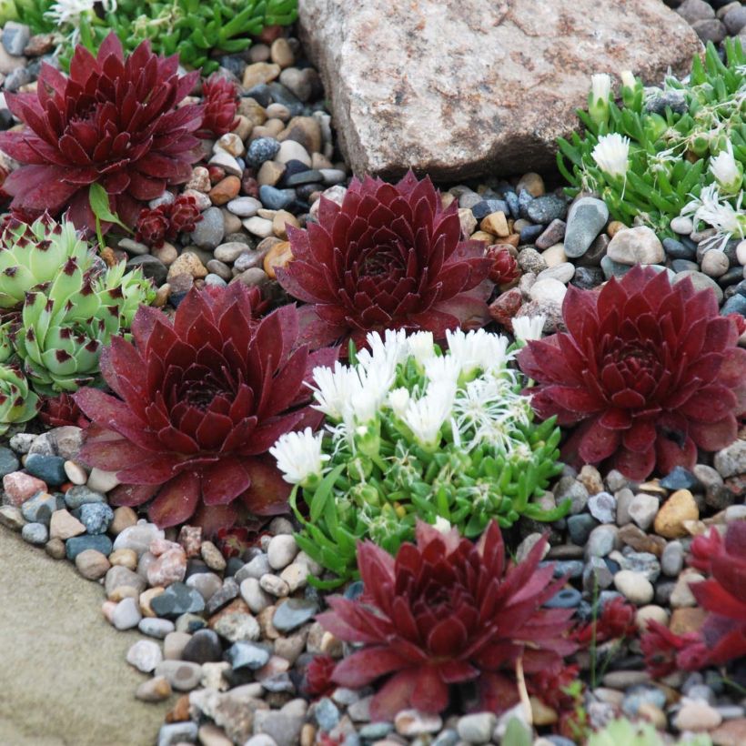 Sempervivum Chick Charms Cherry Berry - Joubarbe (Port)