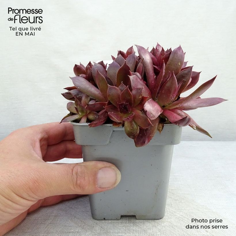 Spécimen de Sempervivum Chick Charms ® Chocolate Kiss - Joubarbe pourpre chocolat Pot de 10 cm/11cm tel que livré au printemps
