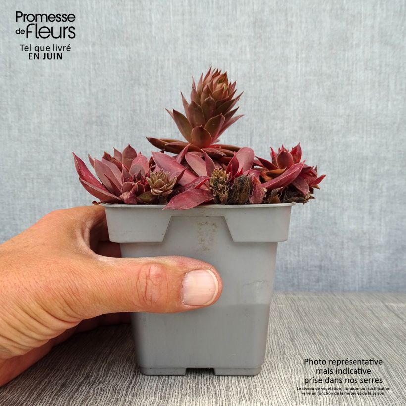 Spécimen de Sempervivum Chick Charms ® Chocolate Kiss - Joubarbe pourpre chocolat Pot de 10 cm/11cm tel que livré en été