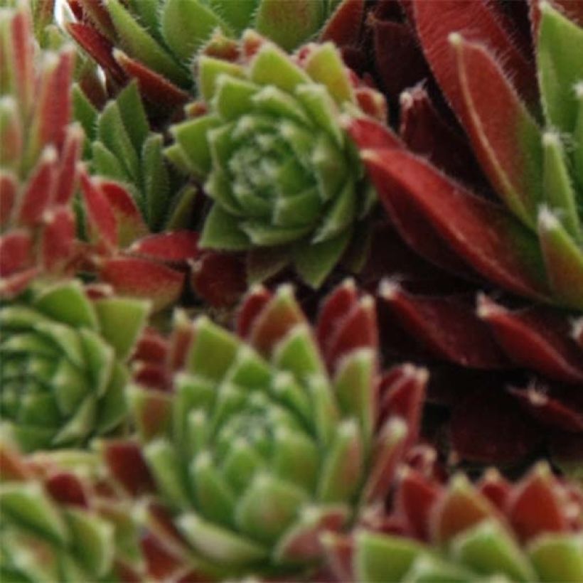 Sempervivum Chick Charms Cinnamon Starbust - Joubarbe (Feuillage)