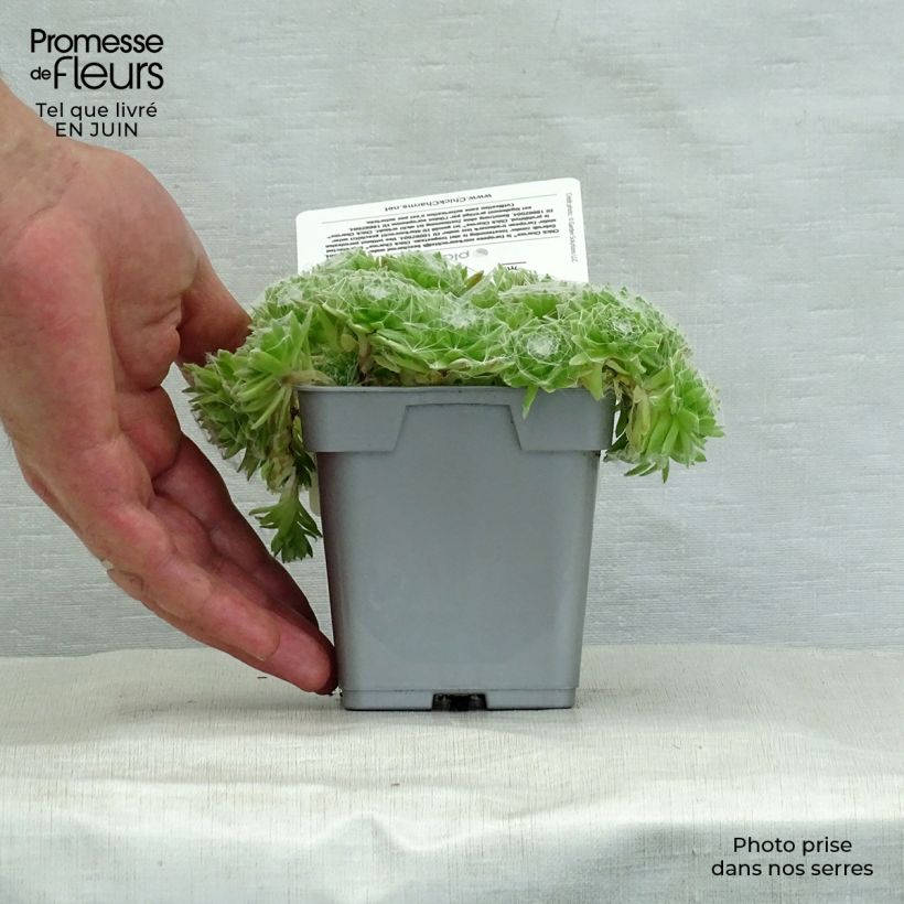 Spécimen de Sempervivum Chick Charms ® Cotton Candy - Joubarbe verte au cœur cotonneux Pot de 10 cm/11cm tel que livré en été