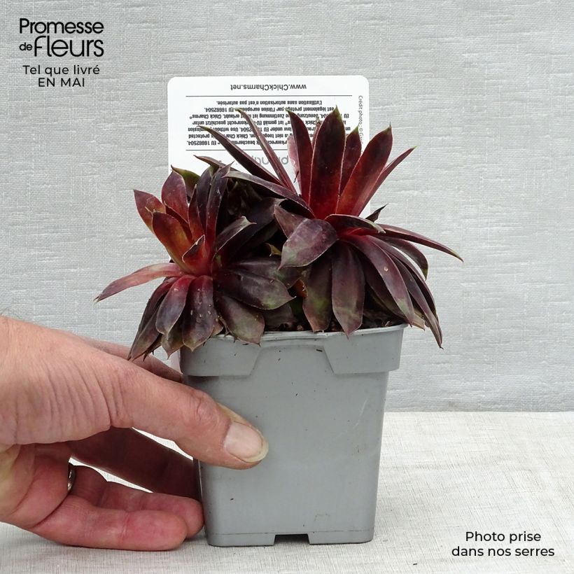 Spécimen de Sempervivum Chick Charms ® Cranberry Cocktail - Joubarbe pourpre sombre pointé de vert tel que livré au printemps