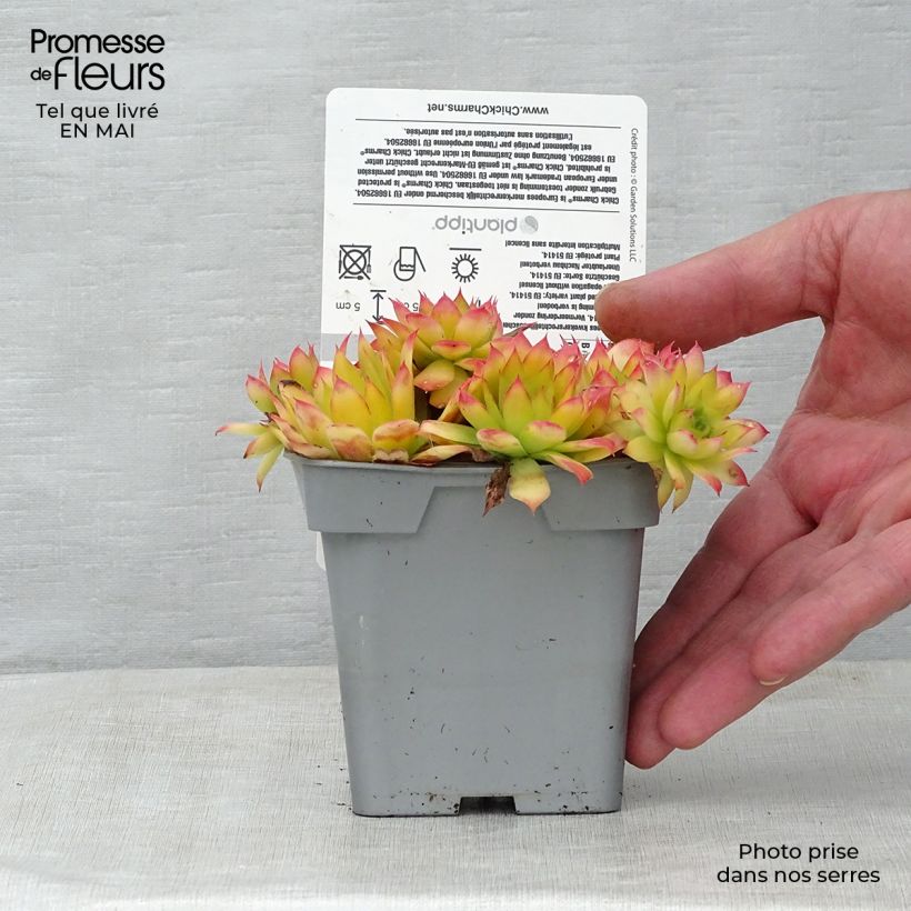 Spécimen de Sempervivum Chick Charms Gold Nugget - Joubarbe tel que livré au printemps