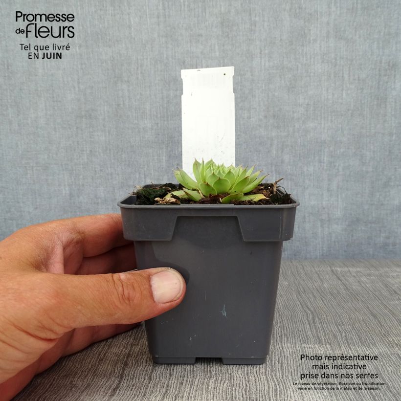 Spécimen de Sempervivum Chick Charms Gold Nugget - Joubarbe Pot de 10 cm/11cm tel que livré en été