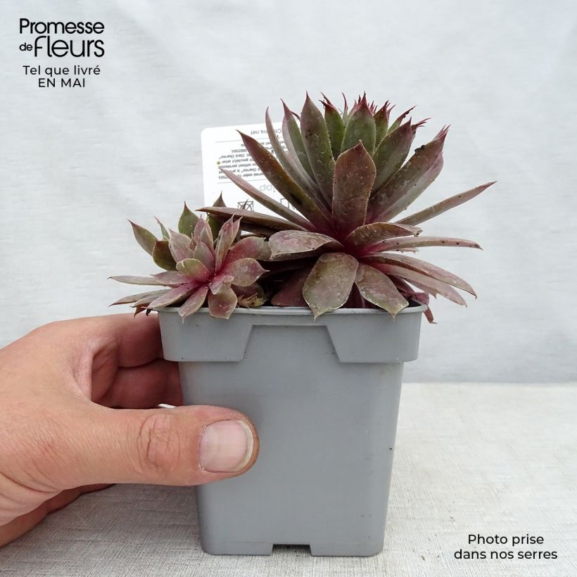 Spécimen de Sempervivum Chick Charms Plum Perfect  - Joubarbe tel que livré au printemps