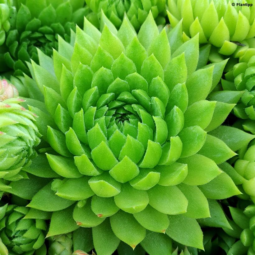 Sempervivum Chick Charms Key Lime Kiss - Joubarbe (Feuillage)