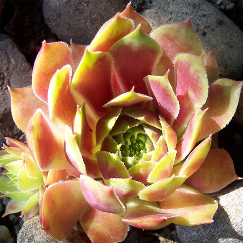 Sempervivum Commander Hay - Joubarbe hybride rouge et verte (Floraison)