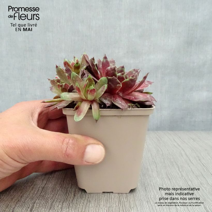 Spécimen de Sempervivum Commander Hay - Joubarbe hybride rouge et verte tel que livré au printemps