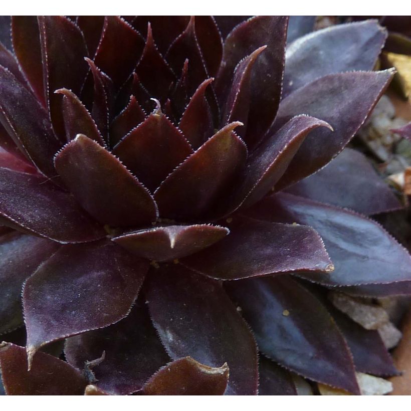 Sempervivum Dark Beauty - Joubarbe pourpre foncé (Feuillage)