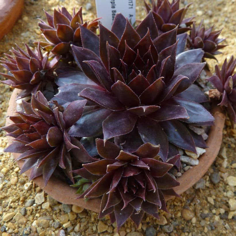 Sempervivum Dark Beauty - Joubarbe pourpre foncé (Port)