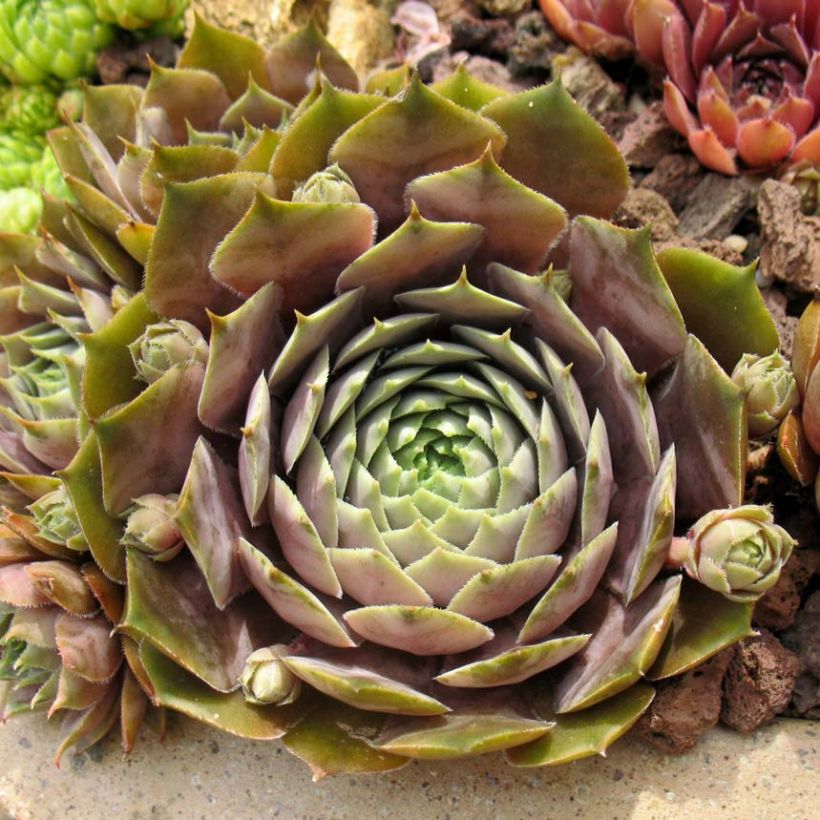 Sempervivum Feldmaier - Joubarbe hybride  (Feuillage)