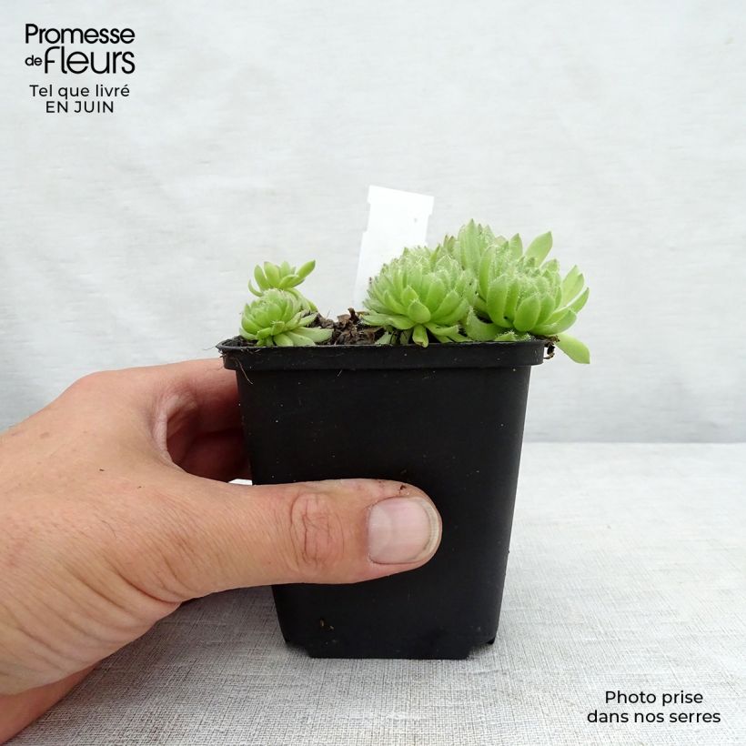 Spécimen de Sempervivum Gemengd - Joubarbe hybride en mélange Godet de 8/9 cm tel que livré en été