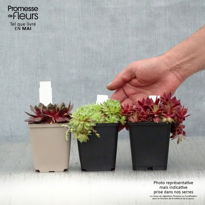 Spécimen de Sempervivum Gemengd - Joubarbe hybride en mélange Godet de 8/9 cm tel que livré au printemps