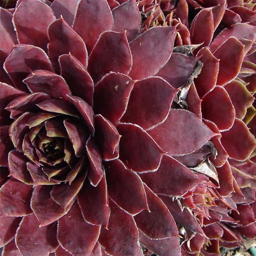 Sempervivum Granat - Joubarbe hybride poupre et vert amande (Floraison)